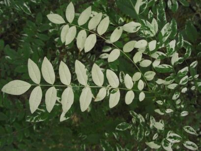 Perełkowiec japoński HRYNKIEWICZ PBR Sophora japonica C2/40-60cm