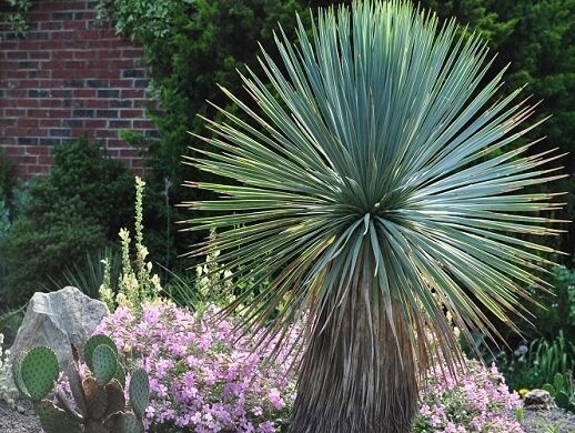 Niebieska Yucca rostrata 8-letnia /C5 *K3