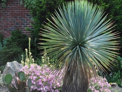  Niebieska Yucca rostrata 8-letnia /C5 *T54-T55