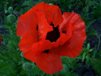 Mak wschodni Papaver orientale /P11