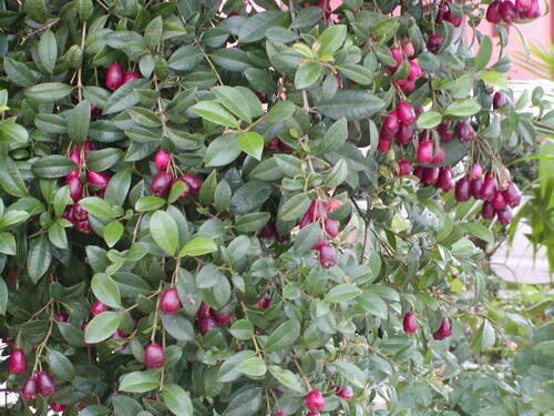 Syzygium paniculatum NEWPORT syn.Eugenia myrtifolia in.Wiśnia magenta /C1,5 *T34