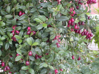Syzygium paniculatum NEWPORT syn.Eugenia myrtifolia in.Wiśnia magenta /C1,5 *T34