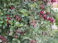 Syzygium paniculatum NEWPORT syn.Eugenia myrtifolia in.Wiśnia magenta /C1,5 *K13