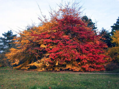 Sycoparrotia semidecidua PURPLE HAZE C2/40-50cm *K20