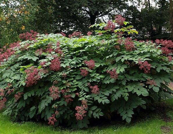 Aralia kolczasta Aralia spinosa C5/60-80cm *T65