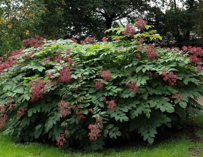 Aralia kolczasta Aralia spinosa C5/60-80cm *T65