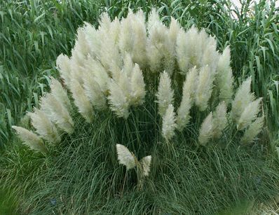 Trawa pampasowa PUMILA Cortaderia selloana /C1 *G