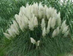 Trawa pampasowa PUMILA Cortaderia selloana /C1 *G