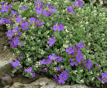 Żagwin ogrodowy ALBOMARGINATA  Aubrieta x cultorum