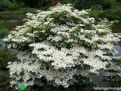 Kalina japońska WATANABE Viburnum plicatum 'Nanum Semperflorens' C2/20cm *K20