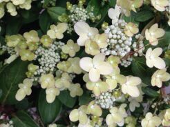 Hortensja karłowa POLESTAR® Hydrangea paniculata /C2 *K17