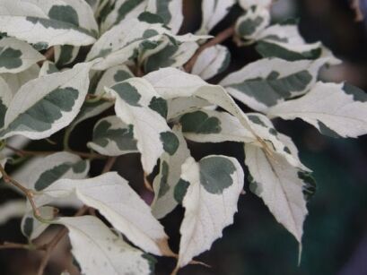 Styrak japoński VARIEGATA Styrax japonicus C2/40cm *K8