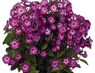 Floks karłowy EARLY PURPLE EYE Phlox paniculata /P15