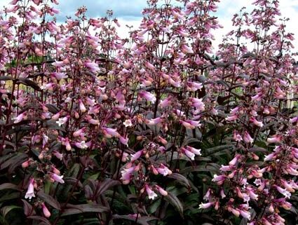 Penstemon naparstnicowaty DARK TOWER /C2,5