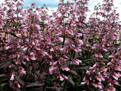 Penstemon naparstnicowaty DARK TOWER /C2,5
