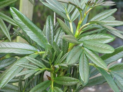 Sorbus harrowiana Jarzębina Harrowa C2/20cm *K8