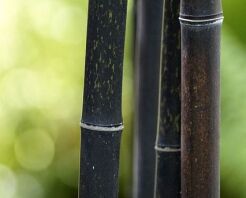  Bambus czarny Fargesia nitida BLACK PEARL C5/80-100cm *K12