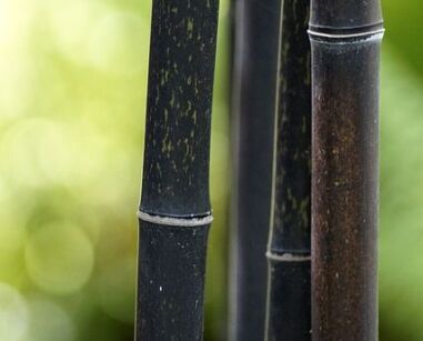 Bambus czarny Fargesia nitida BLACK PEARL C5/80-100cm *K6-O