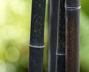 Bambus czarny Fargesia nitida BLACK PEARL C10/100-140cm *K25