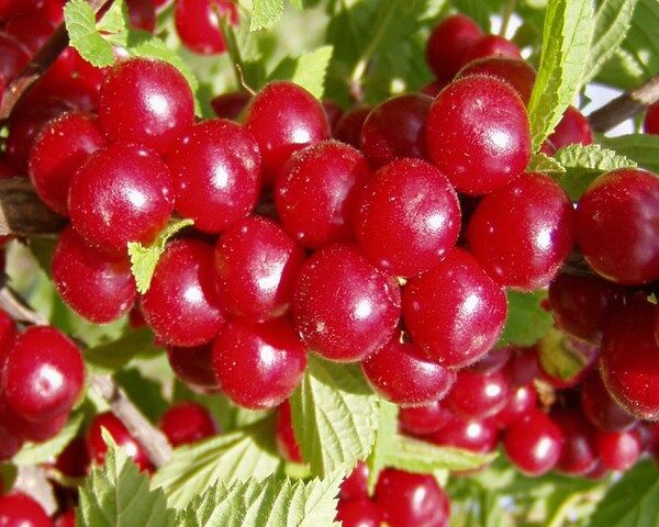 Wiśnia kosmata Prunus tomentosa C3/30-40cm *K17