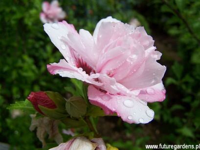 HIBISCUS syriacus SPOT PINKY® na PNIU 'Minspot' Ketmia syryjska C4/Pa50cm(1-1,2m)