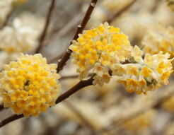 Edgewortia papierodajna GRANDIFLORA na PNIU Edgeworthia chryzantha C9/80cm *K14