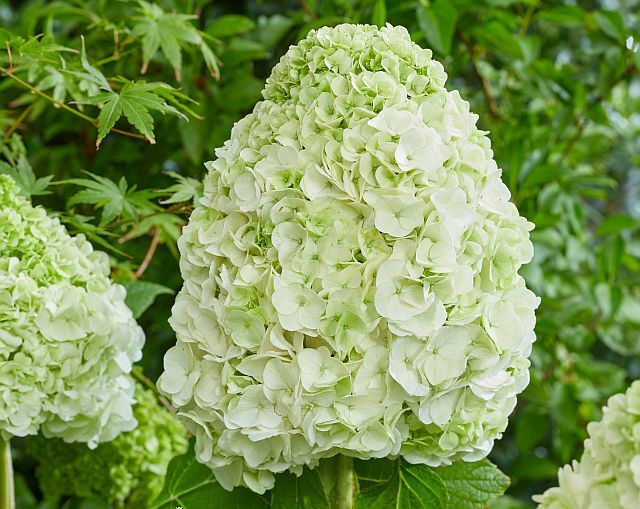 Hortensja dębolistna TARA® 'BIV01' Hydrangea quercifolia C4/20cm *K15