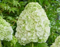 Hortensja dębolistna TARA® 'BIV01' Hydrangea quercifolia C4/20cm *K15
