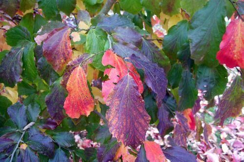 Parrocja perska PENDULA Parrotia persica C6/50-60cm *63T