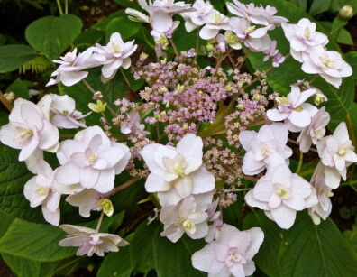 Hortensja otulona TOKADO YAMA Hydrangea involucrata C3/30-40 *K11