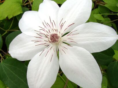 Clematis HENRYI Powojnik wielkokwiatowy /C2