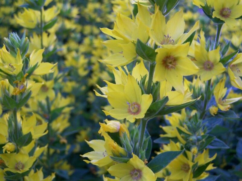 Tojeść kropkowana  Lysimachia punctata /P9-zestaw 3szt.