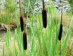 Pałka wąskolistna Typha angustifolia