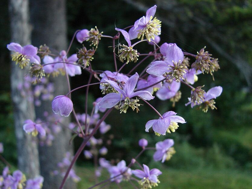 Rutewka delikatna Thalictrum rochebrunnianum /C5