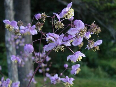 Rutewka delikatna Thalictrum rochebrunnianum /C5
