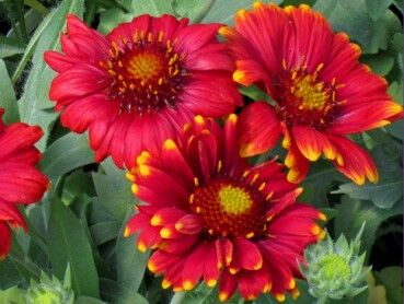 Gailardia oścista ARIZONA RED Gaillardia aristata /C2