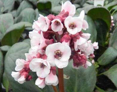 Bergenia zimozielona HARZKRISTALL /C2