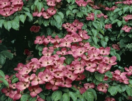 Dereń kousa SATOMI  Cornus kousa C4/60-80cm *K15