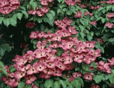 Dereń kousa SATOMI  Cornus kousa C4/60-80cm *K15