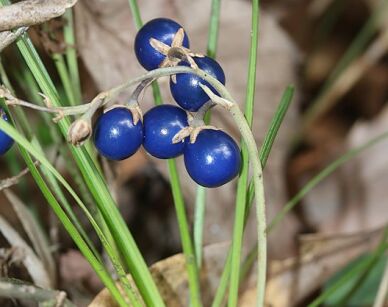 Ophiopogon japonicus MINOR Konwalnik japoński /P5 *11