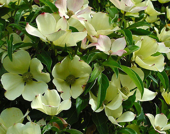 Dereń głowiasty zimozielony MOUNTAIN MOON Cornus capitata C3/80-100cm *K15