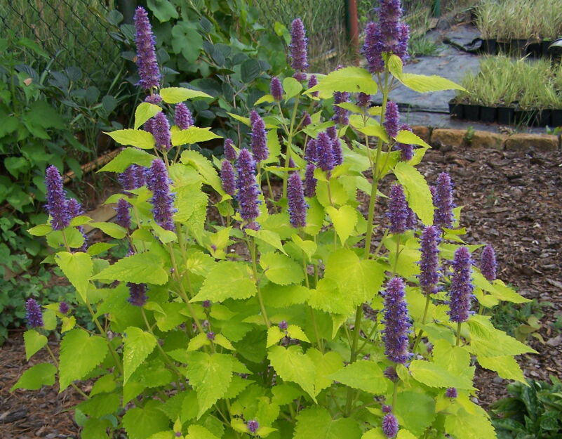 Kłosowiec anyżowy GOLDEN Agastache foeniculum /P15