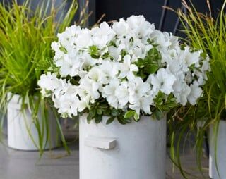   Rhododendron Autumn PURE WHITE 'Homlea' seria Encore® Azalea /C3 *T9-T11