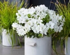 Rhododendron Autumn PURE WHITE 'Homlea' seria Encore® Azalea /C4 *K19