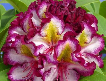 Rhododendron PUSHY PURPLE® HAPPYdendron® Różanecznik /C7,5