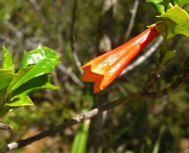 Ostrokrzew chilijski Desfontainia spinosa C2/20-40cm *T70