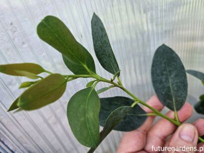 Eucalyptus pauciflora ssp. niphophila C4,5/1-1,2m *K14