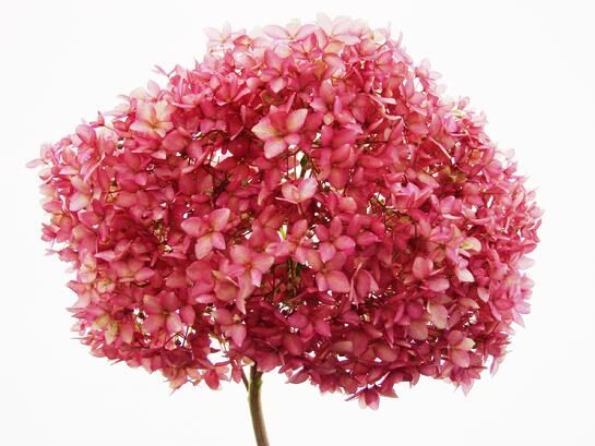 Hortensja krzewiasta 'BELLA ANNA'® z serii Endless Summer Hydrangea arborescens /C4