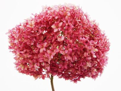 Hortensja krzewiasta 'BELLA ANNA'® z serii Endless Summer Hydrangea arborescens /C4