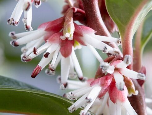 Sarcococca hookeriana WINTER GEM 'Pmoore03' PBR C1,5/30-40cm *T61-63-64-65-71